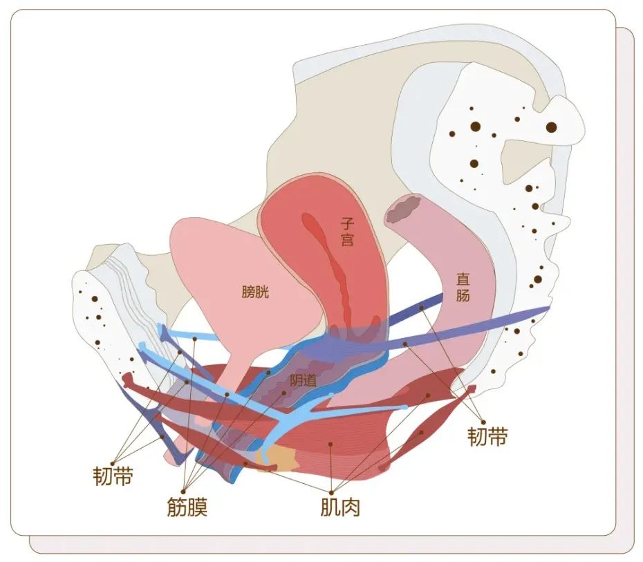 产后修复必修课：盆底肌居家康复，科学高效改善松弛与漏尿