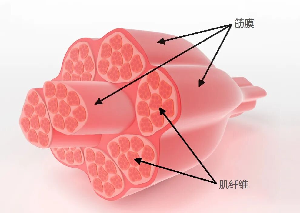 运动健身后的放松究竟是筋膜松解与肌肉松解？ 这俩的区别在哪里